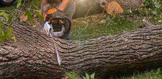 Best Stump Grinding and Removal  in Baden, MD