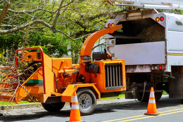 Best Tree Cabling and Bracing  in Baden, MD