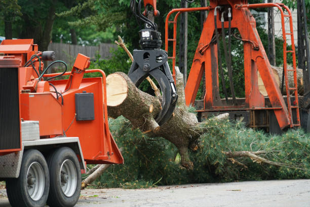 Best Commercial Tree Services  in Baden, MD