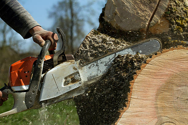 Best Tree Maintenance Programs  in Baden, MD